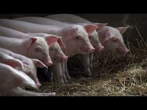 Agro karavan ep.158 - Zapadno Pomoravlje - 10.01.2021.