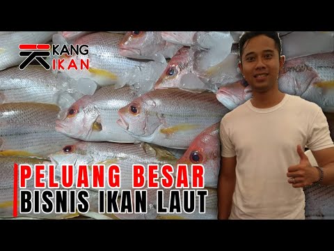 , title : 'Cara Bisnis Ikan Laut Menurut Julio Ekspor I Mau Bisnis Ikan? Begini Caranya I Ngomongin Ikan'