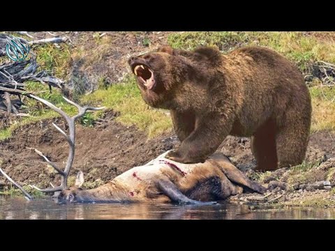 GRIZZLY BEAR ─ Nothing Can Stop This Absolute Unit of a Beast! Grizzly Bear vs bear wolves & bison
