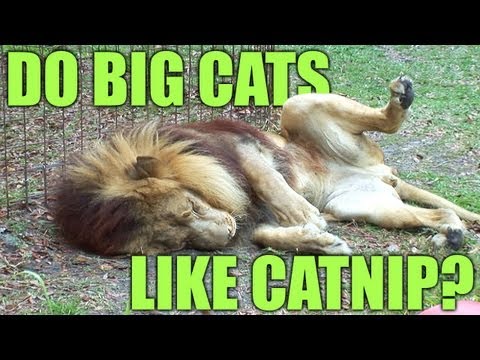 Do BIG Cats Like Catnip? *PART 2 - The 