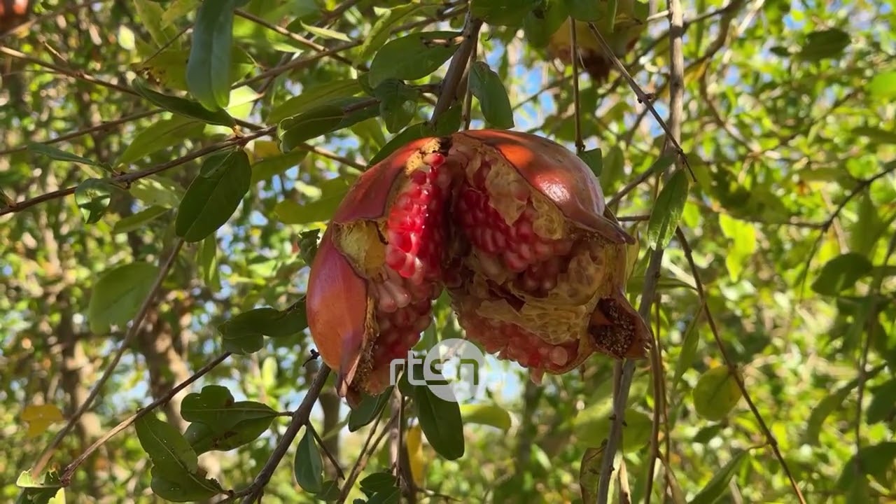 Thatësira shkatërron shegët në Lezhë/I nxehti dëmton prodhimin, fermerët kërkojnë mbështetje