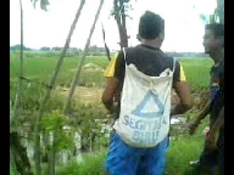 pesta sawah brsma TRIO MZ BRO.3gp
