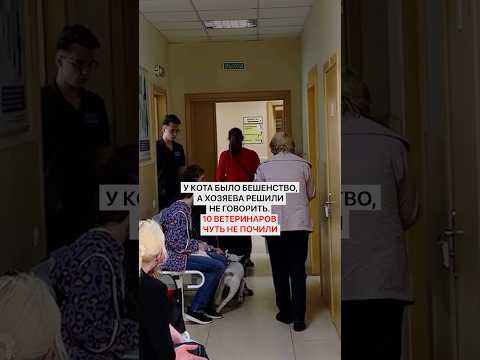 У кота было бешенство, а хозяева решили не говорить. 10 ветеринаров чуть не почили