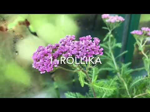 9 Perenner För Tidig Höstsådd