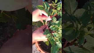 Download lagu Growing Dahlia from Bulbs #youtube #garden #winterfloweringplant #dahliaflowers mp3 Download lagu Growing Dahlia from Bulbs #youtube #garden #winterfloweringplant #dahliaflowers mp3