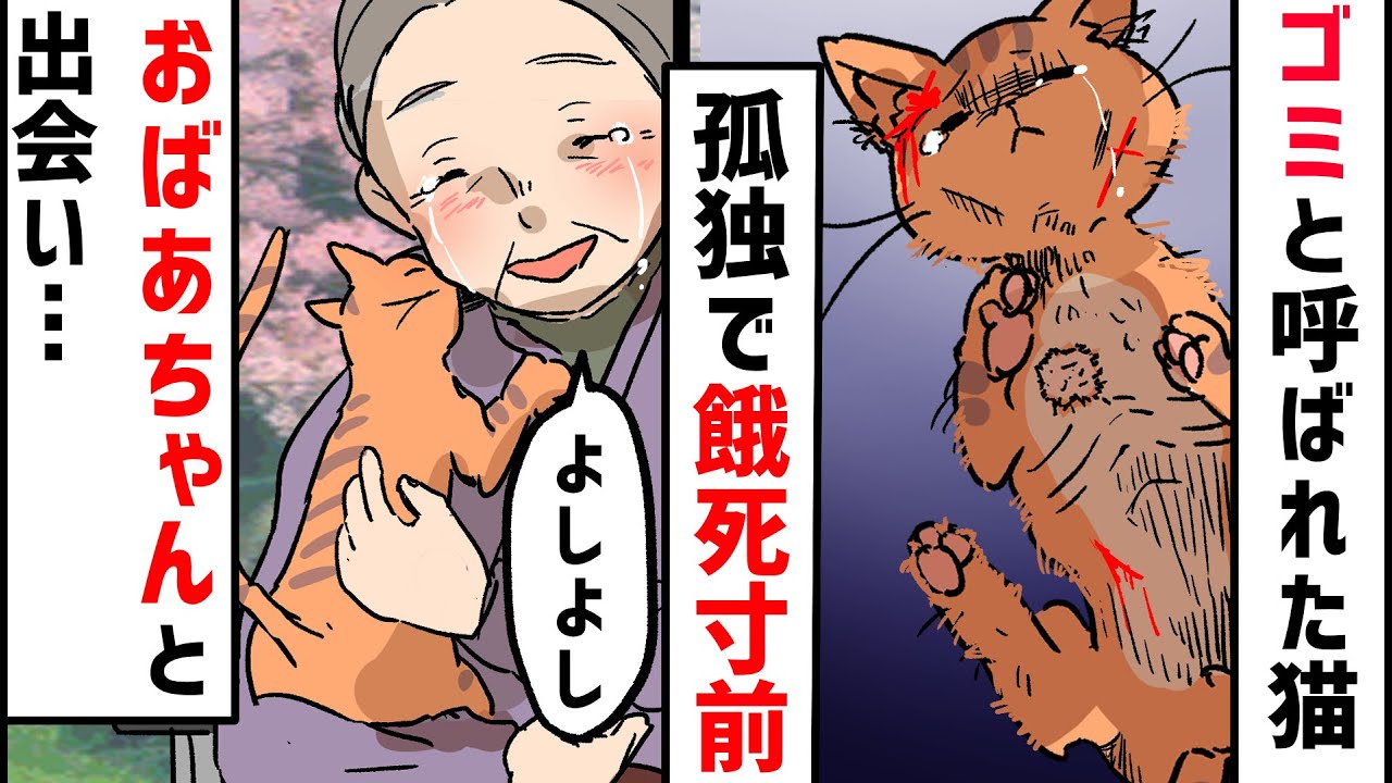 余命寸前のボロボロの猫「今までありがとう…」→病気のおばあちゃんへの最後の言葉が感動してヤバい…＜ マンガ動画 ＞【タイスケの動物感動日記】