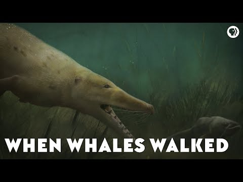 How and Why Did Dolphins and Whales Return to the Ocean?