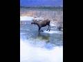 Moose tries ice skating… instantly regrets it 🫎❄️😂