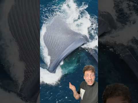 The Blue Whale is MASSIVE