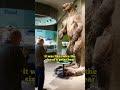 The Giant Short-Faced Bear #joerogan #shorts #bear #history #nature #animals