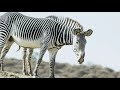 New Grevy S Zebra Foals