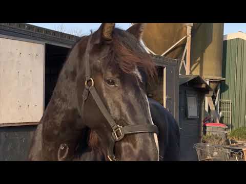 2,5 jarige hengst Niveau