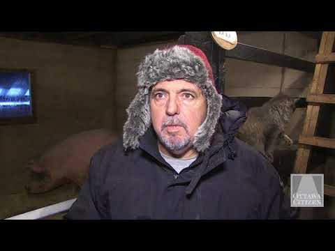 Lulu the pig to the rescue