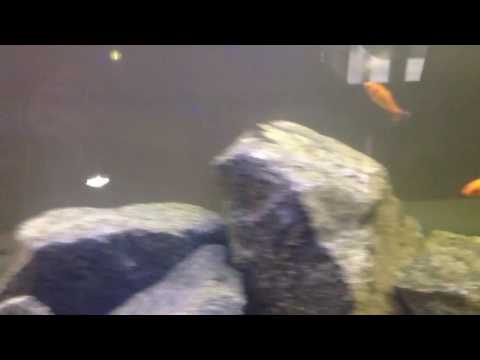 Hardscape Cichlids 90 gallon tank w/ 20 gallon sump