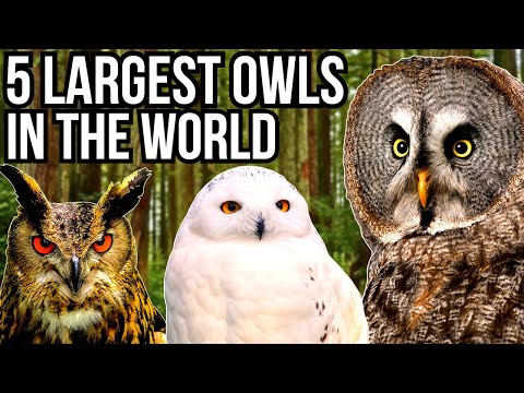 5 największych gatunków sów na świecie