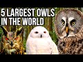 5 Of The Largest Owl Species In The World