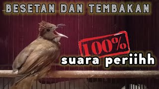 Download lagu masteran kapas tembak gacor mbeset full tembakan mp3 Download lagu masteran kapas tembak gacor mbeset full tembakan mp3