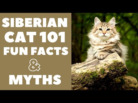 Siberian Cats 101 : Fun Facts & Myths