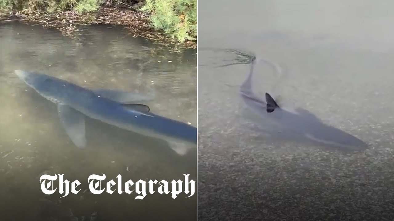 Watch: Shark swims unusually close to Cornwall beach