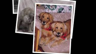 Mandy .....a tribute.mov