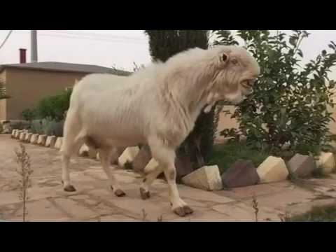 download lagu mp3 mp4 Persian Goat, download lagu Persian Goat gratis, unduh video klip Persian Goat