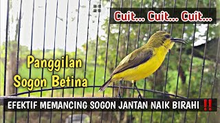 Download lagu CUIT..CUIT..💯% AMPUH SUARA PIKAT SOGON BETINA  MEMANGGIL JANTAN PALING DI CARI mp3