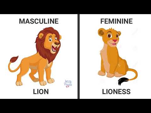 Learn Genders in English with pictures|Learn masculine Feminine Gender| Learn Gender Nouns for Kids