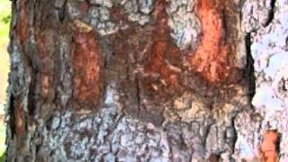 My Movie  KAJA SUKO AESHE DIAGURAGA MARO KAW BOROJAN.wmv