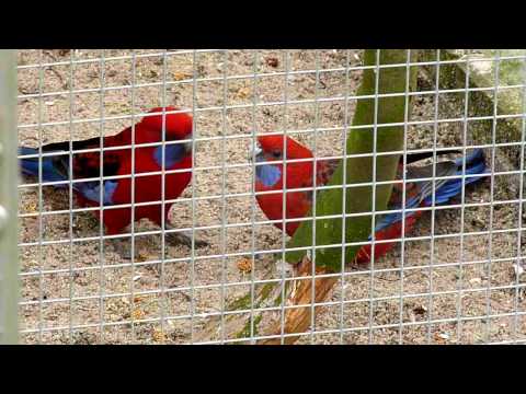 P1000381 penant man voert pop