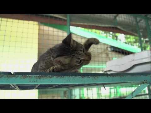 Please Adopt, Donate or Volunteer - www.PAWS.org.ph