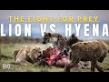 Lion Vs Hyena Animal Planet In Hindi Wildlife Documentary In Hindi National Geographic Hindi