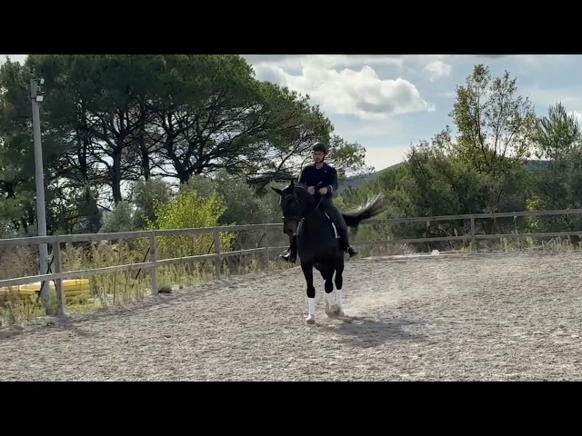 Castrone Oldenburger In vendita 2012 Baio