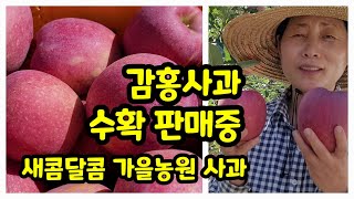 감홍사과 수확 판매중 가을농원