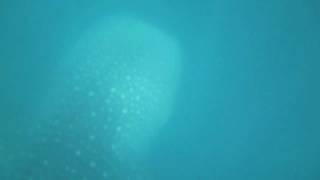preview picture of video 'Swimming with the Butanding - Whale Sharks - Donsol, Sorsogon, Philippines'