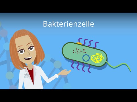 Bakterienzelle -  Aufbau & Funktion einfach erklärt | Studyflix