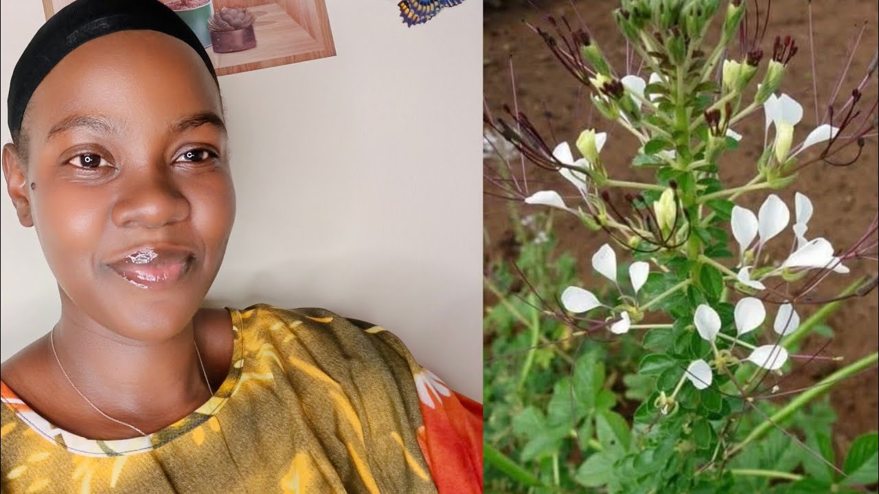 Nywe ekitundu kyekyikopo nga ogenda kuzina mana embolo tejakugwa