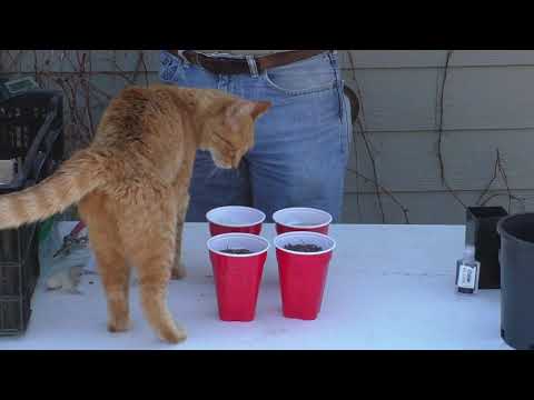 Propagating California Native Plants #2: Milkweed