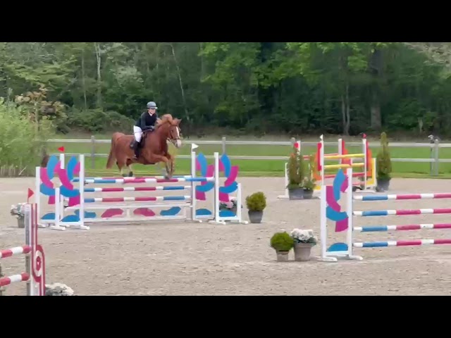 Caballo castrado Silla Franc&eacute;s En venta 2017 Alaz&aacute;n por Andiamo semilly