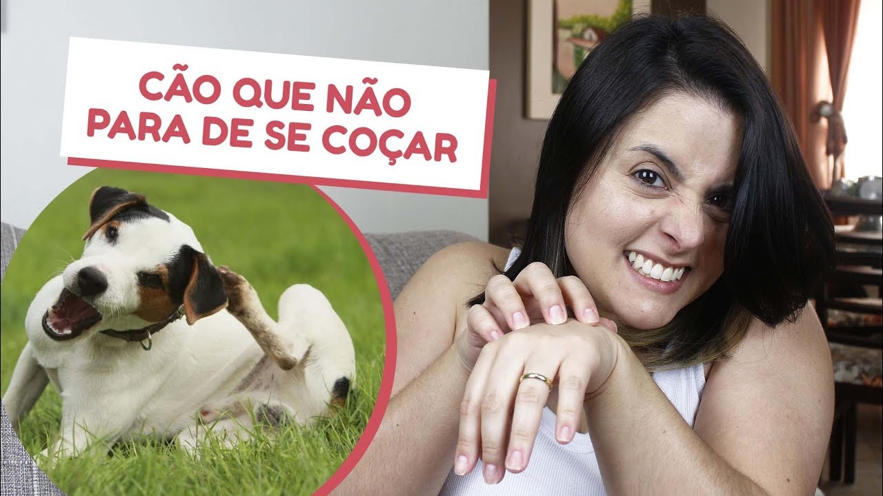 O que é DERMATITE CANINA, sintomas e tratamento