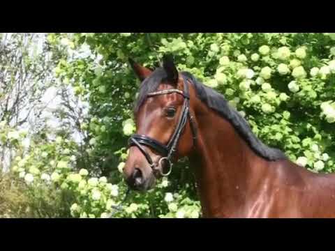 2013 - Farianth - von Franziskus aus der VbPr und PrSt Serifa (Shiman ox)