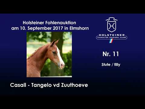 Nr. 11 v. Casall - Tangelo vd Zuuethoeve