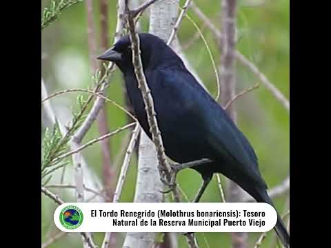 El Tordo Renegrido (Molothrus bonariensis): Tesoro Natural de la Reserva Municipal Puerto Viejo