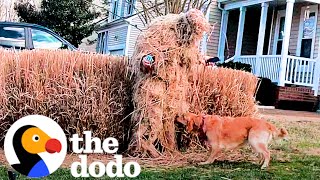 Can This Couple Win Hide And Seek Against Their Golden Retriever? | The Dodo