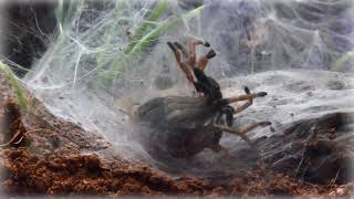 Molting is DEADLY! Arthropods with external skeleton (exoskeleton) must molt periodically. Amazing !