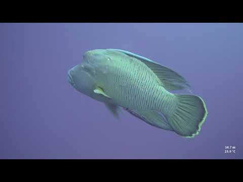 "Brothers, Daedalus, Elphinstone (BDE)"