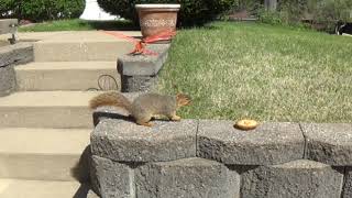 Squirrel Runs off with a Mini Apple Pie