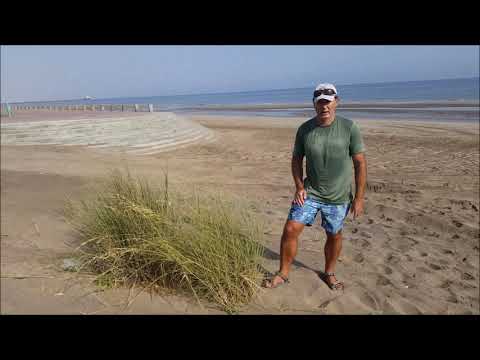 PLANTS OF OMAN - Halopyrum mucronatum (salt-tolerant dune coloniser)