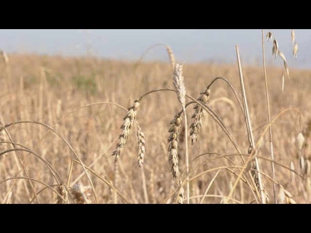 Уборочная кампания 2024