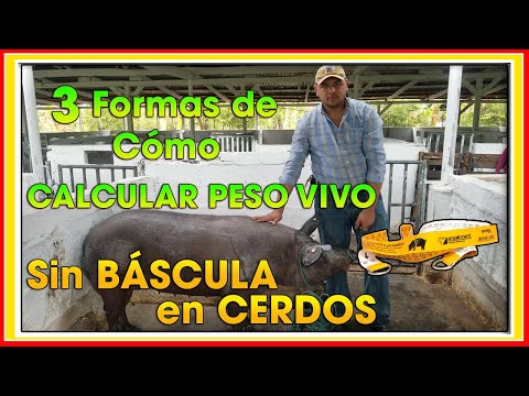 , title : 'CERDOS cómo Calcular el peso vivo aproximado SIN BASCULA ǀ Ing. Jannin Hernández Blandón'