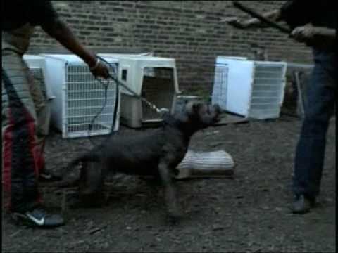 Woodlawn Schutzhund Club.mpg